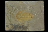 Protolenus Trilobite - Tinjdad, Morocco #138569-1